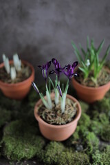 Spring purple irises in a clay pot on a table with other flower pots and plants. Spring still life with flowering buds and natural moss. Gardening