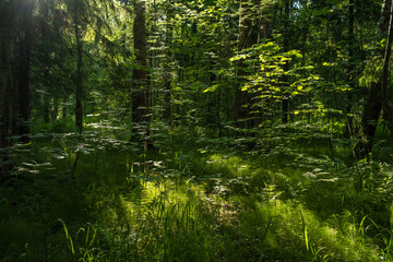 Forest landscape with trees and sun