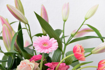 Composition with beautiful blooming Tulips and Barberton Daisy (Gerbera jamesonii) flowers on white background , pink colors , macro 
