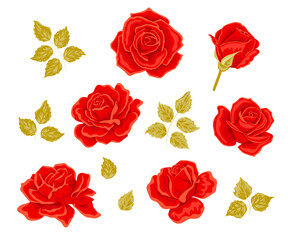 Vector red Rose flower set. 