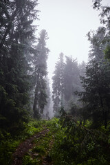 Fototapeta na wymiar Beautiful ukrainian nature. Old and misty pine forest during rainy day. Carpathian Mountains, Gorgany, Ukraine