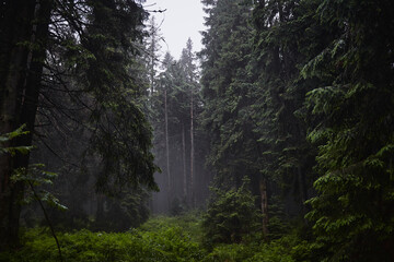 Beautiful ukrainian nature. Old and misty pine forest during rainy day. Carpathian Mountains, Gorgany, Ukraine