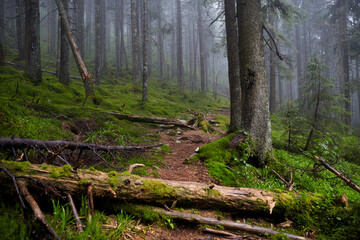 Obraz premium Beautiful ukrainian nature. Small trail in old pine forest. Carpathian Mountains, Gorgany, Ukraine