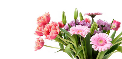 Composition with beautiful blooming Tulips and Barberton Daisy (Gerbera jamesonii) flowers on white background , pink colors , macro 
