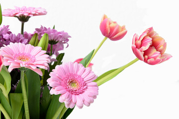 Composition with beautiful blooming Tulips and Barberton Daisy (Gerbera jamesonii) flowers on white background , pink colors , macro 
