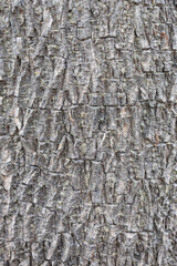 close up gray tree bark with cracks