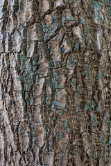 close up gray tree bark with cracks
