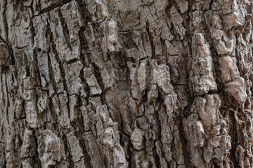close up gray rough bark