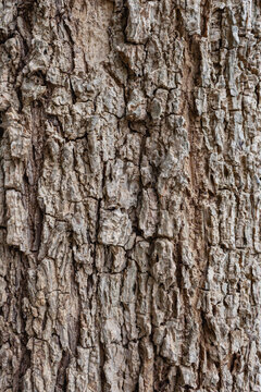 Close Up Gray Tree Bark With Cracks