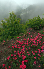 赤いバーベナの咲く霧の山里OLYMPUS DIGITAL CAMERA