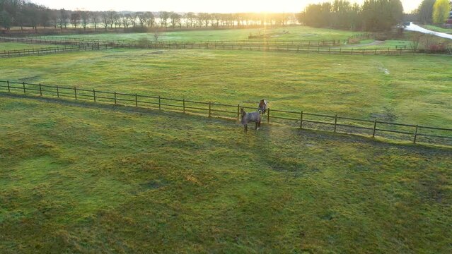 Two horses communicate against the rising sun. Aerial Drone Footage - Sunrise November in Sweden