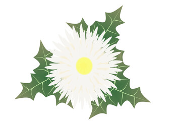 Chrisanthamum flower