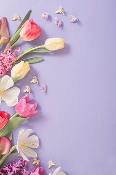 Fototapeta multicolored spring flowers on  purple background