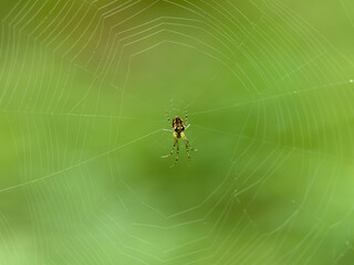 Garden Spider Waiting in a Web
