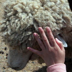 羊と子供の手OLYMPUS DIGITAL CAMERA