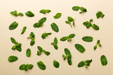 Fresh green mint leaves on white background, Mint leaves pattern Top view with copy space