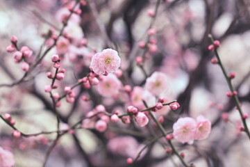 春の装い〜ブンゴウメ