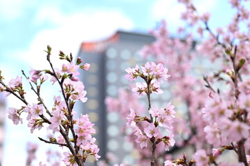 春の訪れ〜啓翁桜