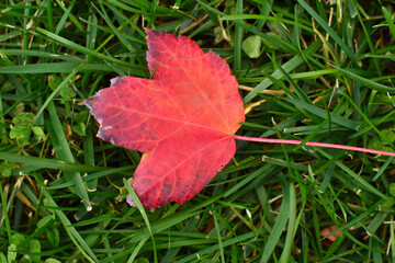 red maple leaf in autumn