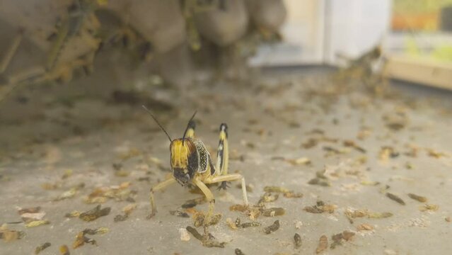 Curious cricket looking into the camera