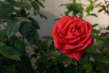 green rose leaves and stems on a white wall background with gorgeous red flowers.