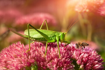 a grasshopper and a bee on a pink flower, a pink sedum