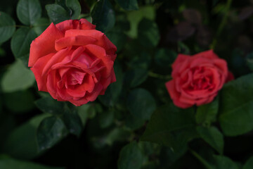 green rose leaves and stems on a white wall background with gorgeous red flowers.