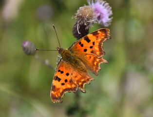 butterfly on flower
