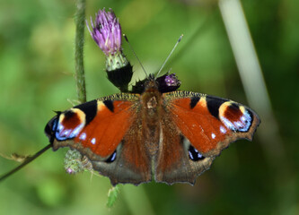 European peacock