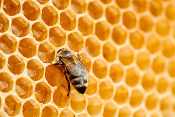 Fotobehang Macro photo of working bees on honeycombs. Beekeeping and honey production image © Aleksandr Rybalko