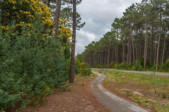 Cycling or walking trail in the green forest. Wooden walkway between Ovar and Esmoriz Portugal. Atlantico Eco Trail