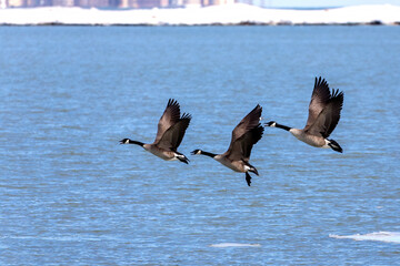 Canada geese ( Branta canadensis) taking off from Lake Michigan