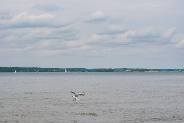 Seagulls over the Fjord 