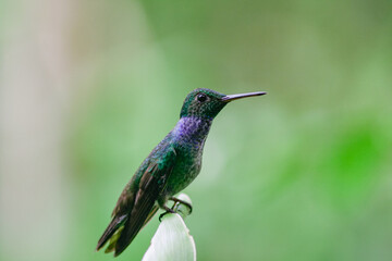 Plakat Blue-chested Hummingbird or Amazila amabilis standing on a branch over a green background, Panama. Horizontal view