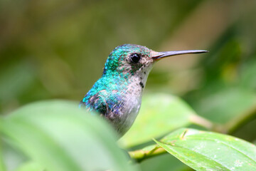 Fototapeta premium Close-up of a gorgizafiro hummingbird or female sapphire throat (Lepidopyga coerulegularis) standing between leaves over a green background, Panama. Horizontal view