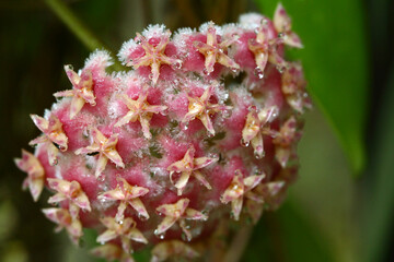 Pink Hoya with waterdrops on its tree in natural light from Thailand.