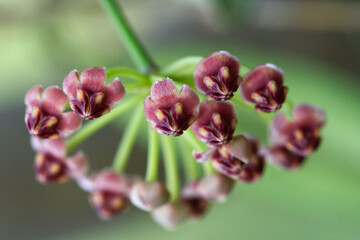 Close up of red Hoya flower on its tree in natural light.