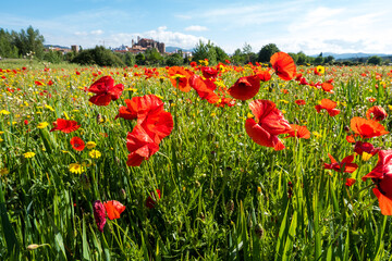 A meadow full of pretty red poppies and lovely yellow daisies during spring