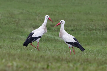 Beautiful couple of white storks (Ciconia ciconia) standing on a green grass field. Two common storks eating bugs on a cloudy day. Cute male and female birds and natural environment.