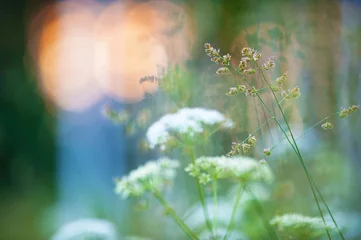  Meadow grasses against defocused dreamy background. Selective focus and very shallow depth of field. © ekim