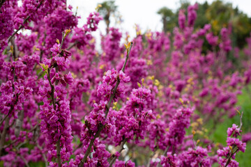 Obraz premium European Cercis, or Judas tree, or European scarlet. Close-up of pink flowers of Cercis siliquastrum. Cercis is a tree or shrub
