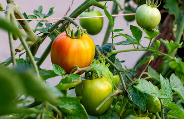 Close up shot of ripe and raw tomatoes in the garden