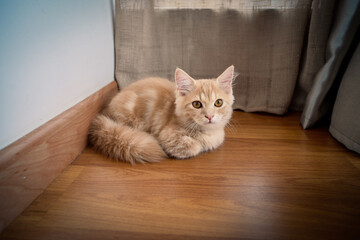 kitty cat munchkin fluffy, animal pet resting on the wooden floor.