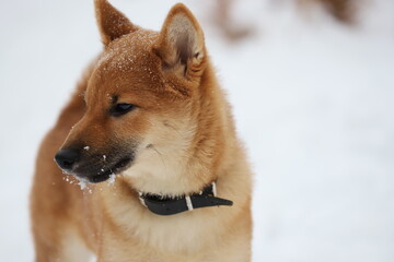 portrait of a red dog. shiba inu on a snowy white background in winter