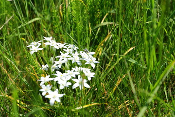 White flowers that bloom among the grass in spring