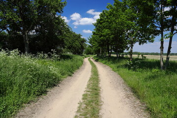 Fototapeta na wymiar Paths between farmlands