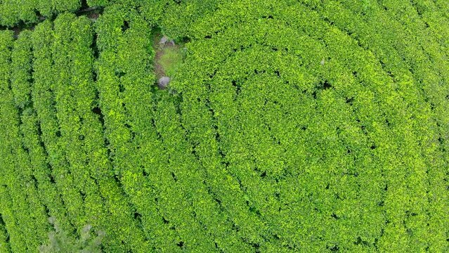 Ceylon green tea plantations flying up  drone view 4K footage. Exotic countries traveling or tea cultivation agriculture concept. Haputale, Sri Lanka.