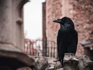 Tower Ravens