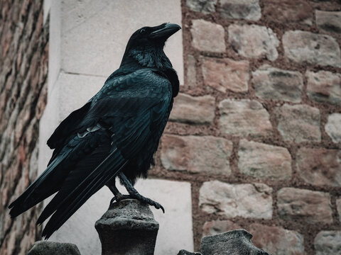 Tower Ravens