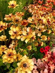 黄色とオレンジ色の花